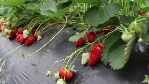 Strawberries in a plantation Stock Footage 83677183