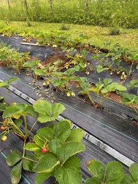 Strawberries plants Stock Photos