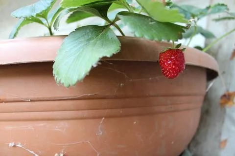 Strawberries From The Pot Stock Photos