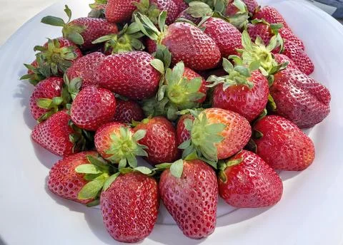 Strawberries presented in a serving platter Stock Photos