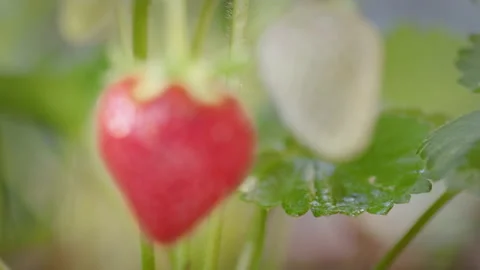 Strawberries Rack Focus Close Up Stock Footage 137559528