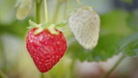 Strawberries Rack Focus Close Up Stock Footage 137559577