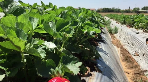 Strawberries ready for export  Stock Footage 50389092