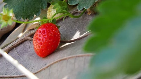 Strawberries rip Stock Footage 167803822