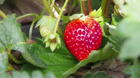 Strawberries rip Stock Footage 167803875