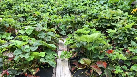 Strawberries ripen on the plot. Vegetable garden with strawberries Vídeos de archivo 112925795