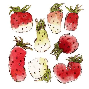 Strawberries Set Stock Illustration