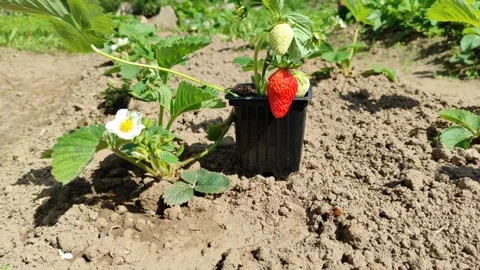 Strawberries ( slow motion ) Stock-Footage 276297347