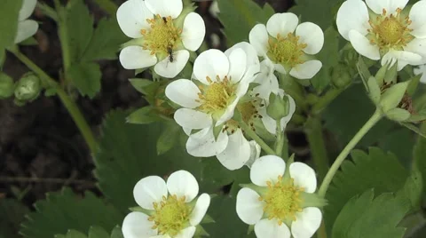 Strawberries in the spring in the garden. Stock Footage 5297650