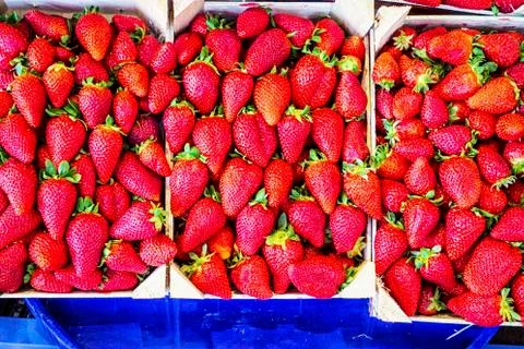 Strawberries stacked in boxes Stock Photos