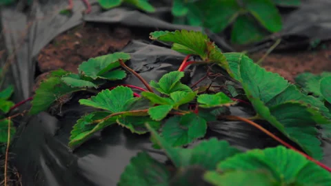 Strawberries sway in the wind Stock-Footage 169150964