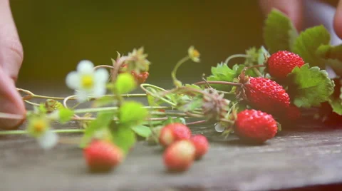 Strawberries on the table (close-up) Stock Footage 40193716