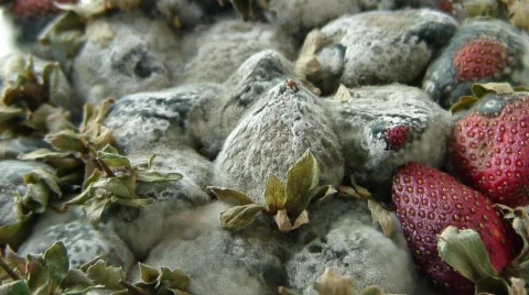 Strawberries for tea? Time lapse in reverse HD Stock Footage 686354