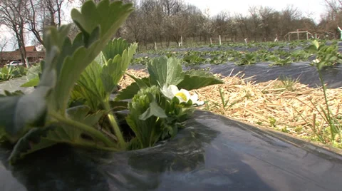 Strawberries under foil Vídeo Stock 38300873