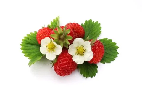 Strawberries on white background Stock Photos