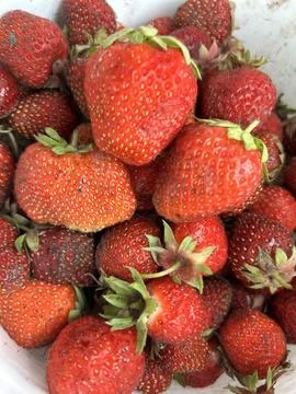 Strawberries on a white background Stock Photos