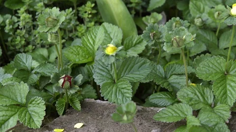 Strawberries With Yellow Flowers Video stock 107429563