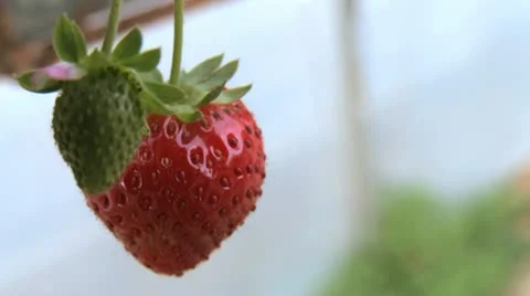 Strawberry 03 Stock Footage 21414077
