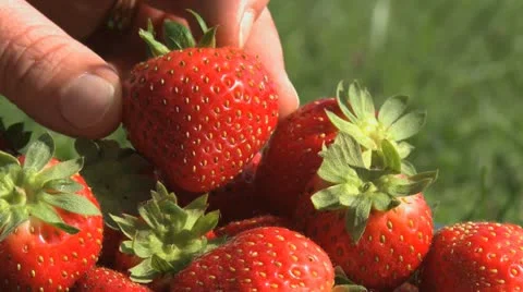 Strawberry 06 Stock Footage 21427803
