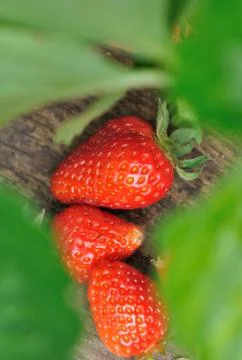 Strawberry among leaf Stock Photos