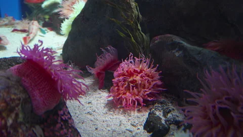 Strawberry Anemone live attached to rocks Stock Footage 299963953