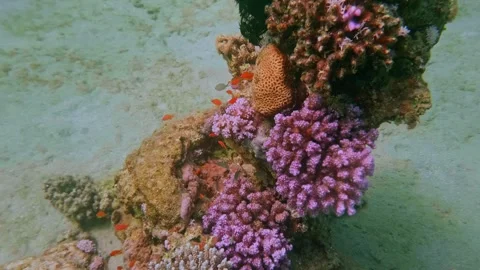 Strawberry Anemone surrounded by small reddish reef fish in vibrant coral habita Stock Footage 311928029