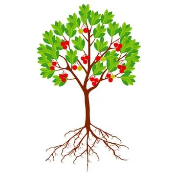 Strawberry arbutus tree with berries and roots on a white background Illustrazione stock