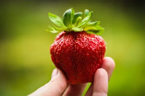 Strawberry in arm Stock Photos