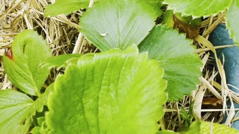 Strawberry baby Stock Footage 279417424