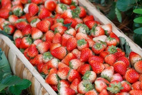 Strawberry background Stock Photos