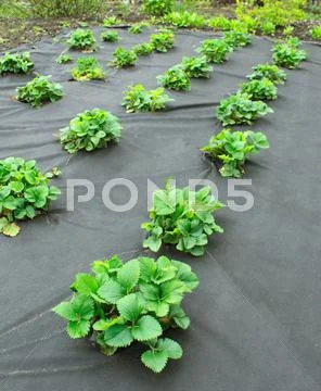 Strawberry bed, covered spanbond Stock Photos