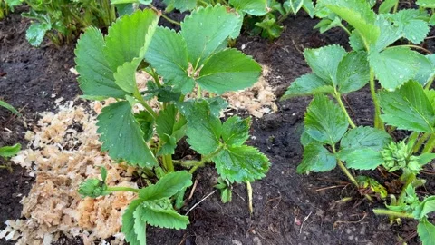 A strawberry bed Stock Footage 242439685