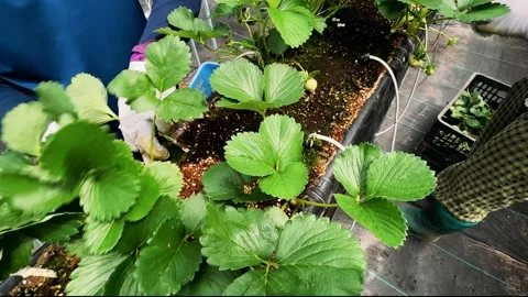 Strawberry beds being cleaned by a worker close-up. Agricultural activity. Straw Stock-Footage 308868676
