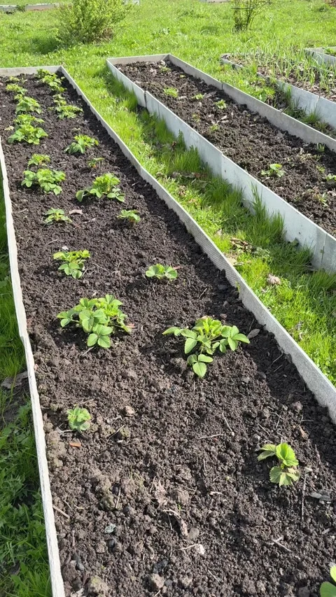 Strawberry beds in the garden in spring Stock Footage 308879673