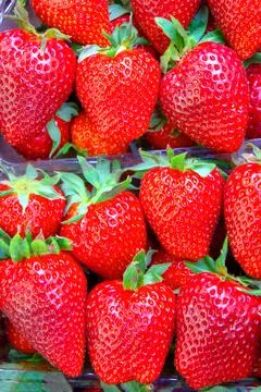 Strawberry berries close-up vertical frame Stock Photos