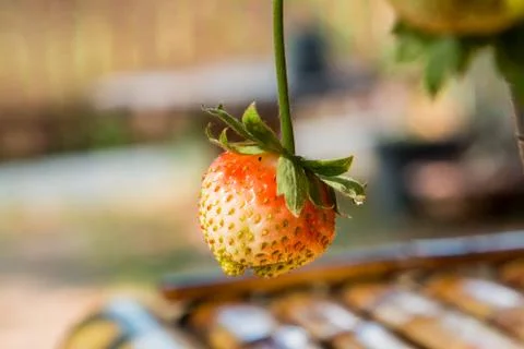 Strawberry berries fresh from the tree. Stock Photos