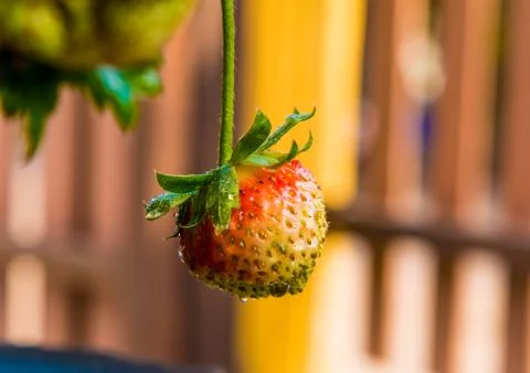 Strawberry berries fresh from the tree. Stock Photos