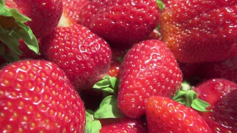 Strawberry berries in the sunlight and the camera is moving Stock-Footage 90372586