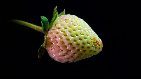 Strawberry berry ripens in time lapse on black background, close up HD video Stock Footage 142866243