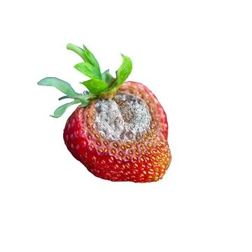 Strawberry berry with rot. rotten fruit. Fungal diseases of fruits and other Stock Photos