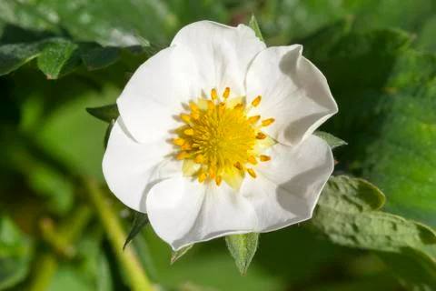 Strawberry blossoming Stock Photos