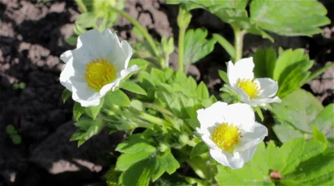 Strawberry blossoms Stock Footage 50143065