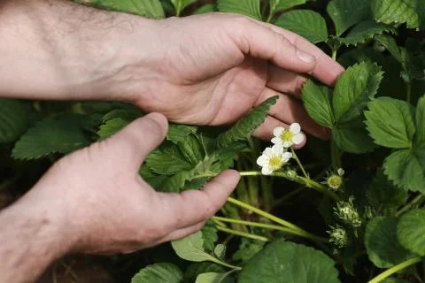 Strawberry blossoms Stock Photos