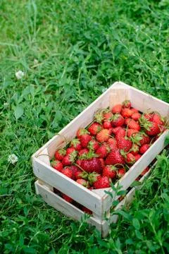 Strawberry in a box Stock Photos