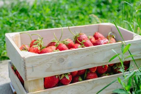 Strawberry in a box Stock Photos