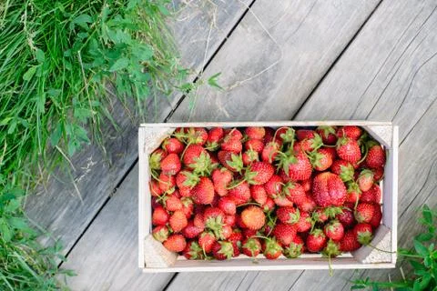 Strawberry in a box Stock Photos
