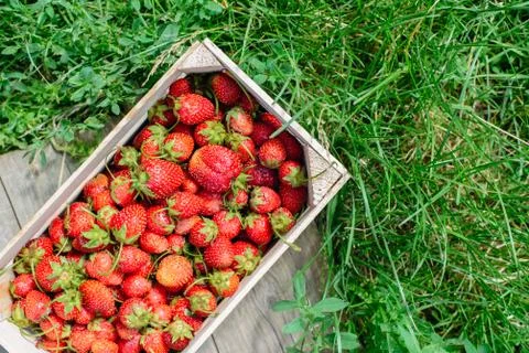 Strawberry in a box Stock Photos