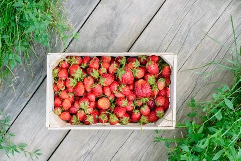Strawberry in a box Stock Photos
