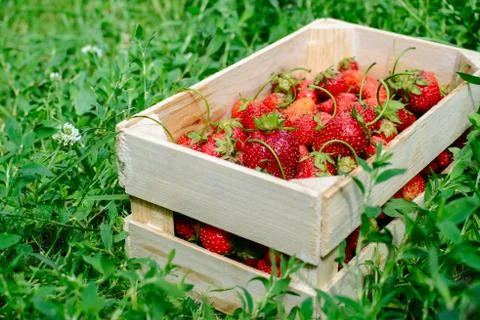 Strawberry in a box Stock Photos