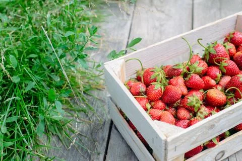 Strawberry in a box Stock Photos